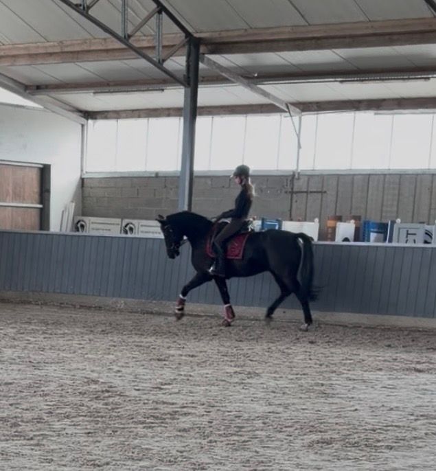 bwp dressuurpaard ruin 8 years old zwart for sale - Photo 5