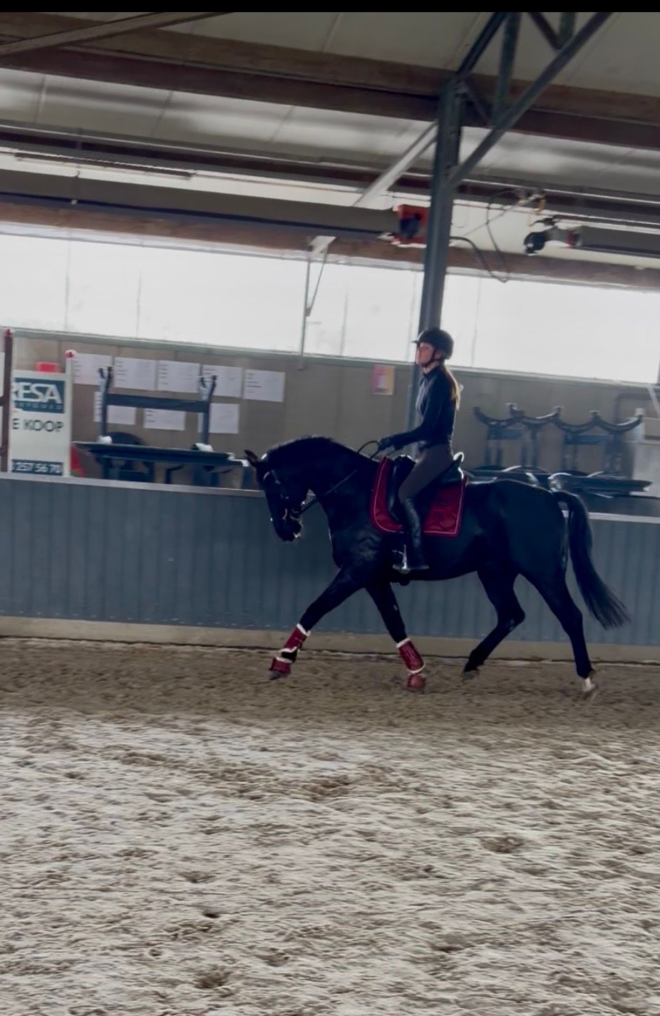 bwp dressuurpaard ruin 8 years old zwart for sale - Main photo