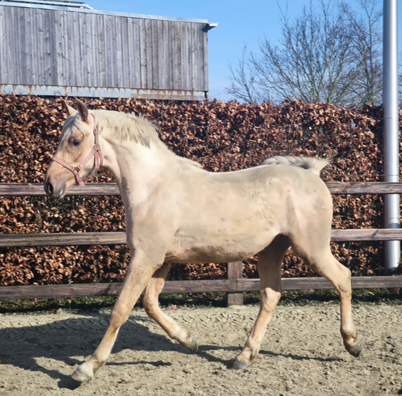 armăsar Palomino excepțional