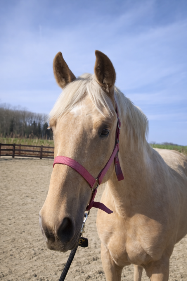 bwp springpaard hengst 2 Jahre alt palomino zu verkaufen - Foto 3