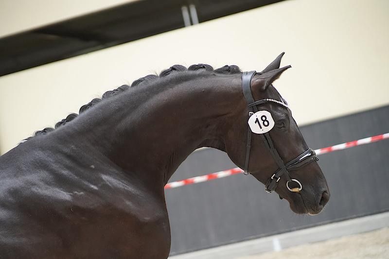 kwpn fokmerrie merrie 18 years old zwart for sale - Photo 3