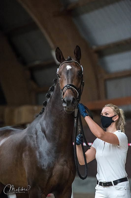 kwpn fokmerrie merrie 18 years old zwart for sale - Photo 4