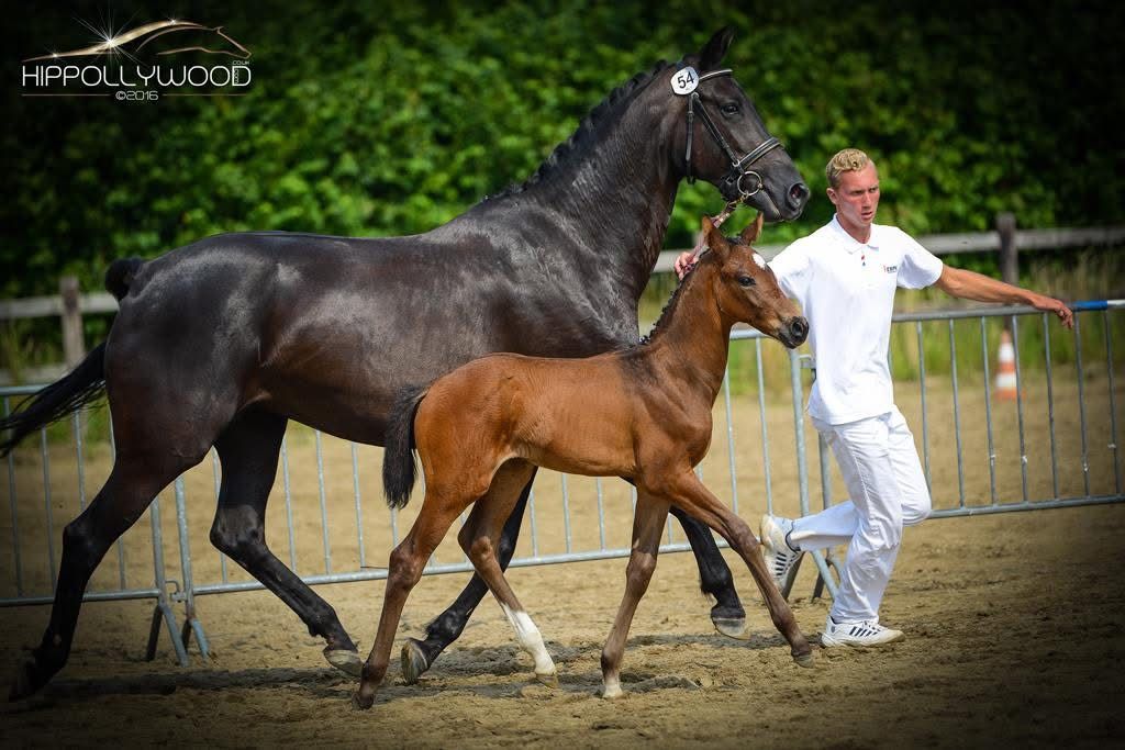 kwpn fokmerrie merrie 18 years old zwart for sale - Main photo