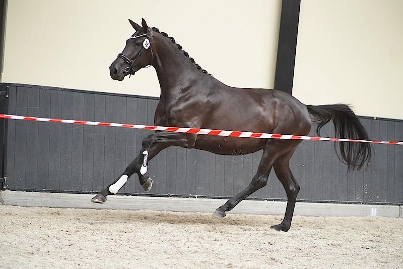 kwpn fokmerrie merrie 18 years old zwart for sale - Photo 2