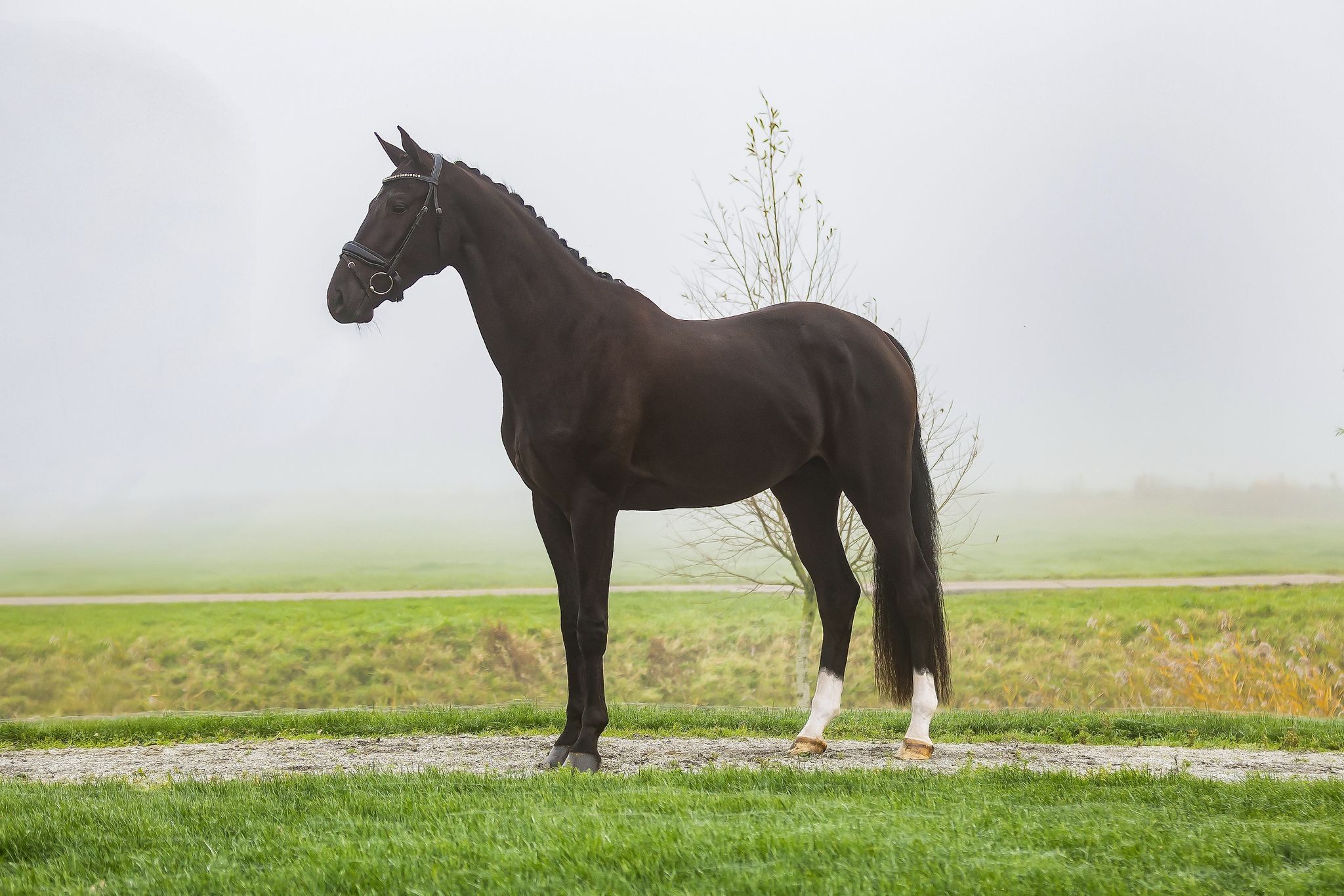 KWPN dressuurpaard ruin 4 years old zwart for sale - Photo 2
