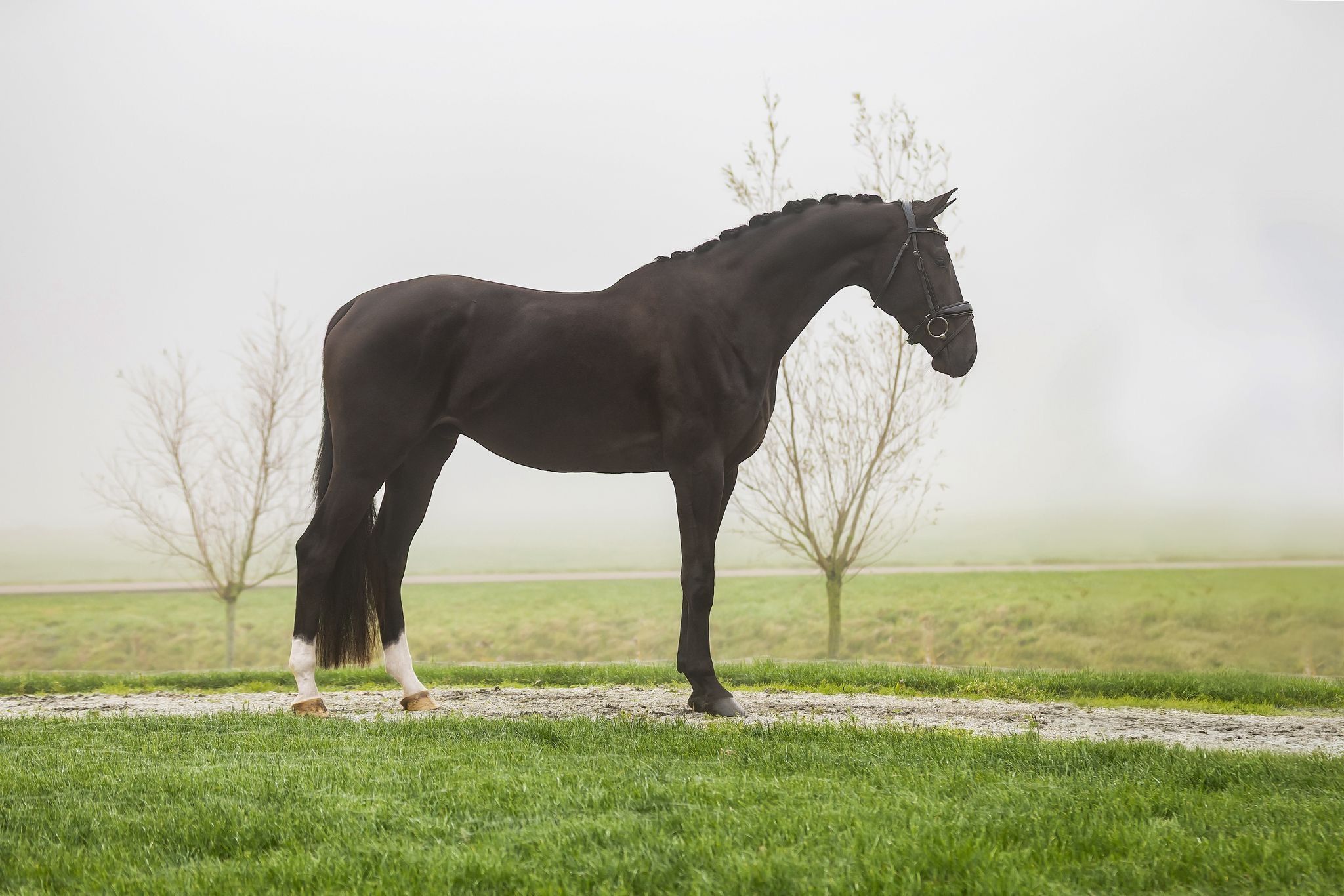 KWPN dressuurpaard ruin 4 years old zwart for sale - Photo 3