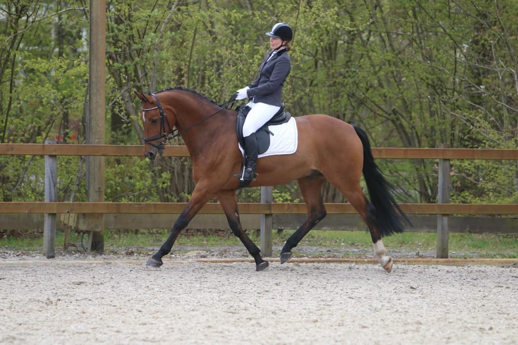 14歳のハンサムなドレスージュ騸馬
