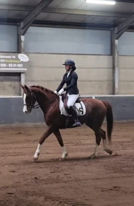 ander allrounder merrie 16 anni kastanje in vendita - Foto 3
