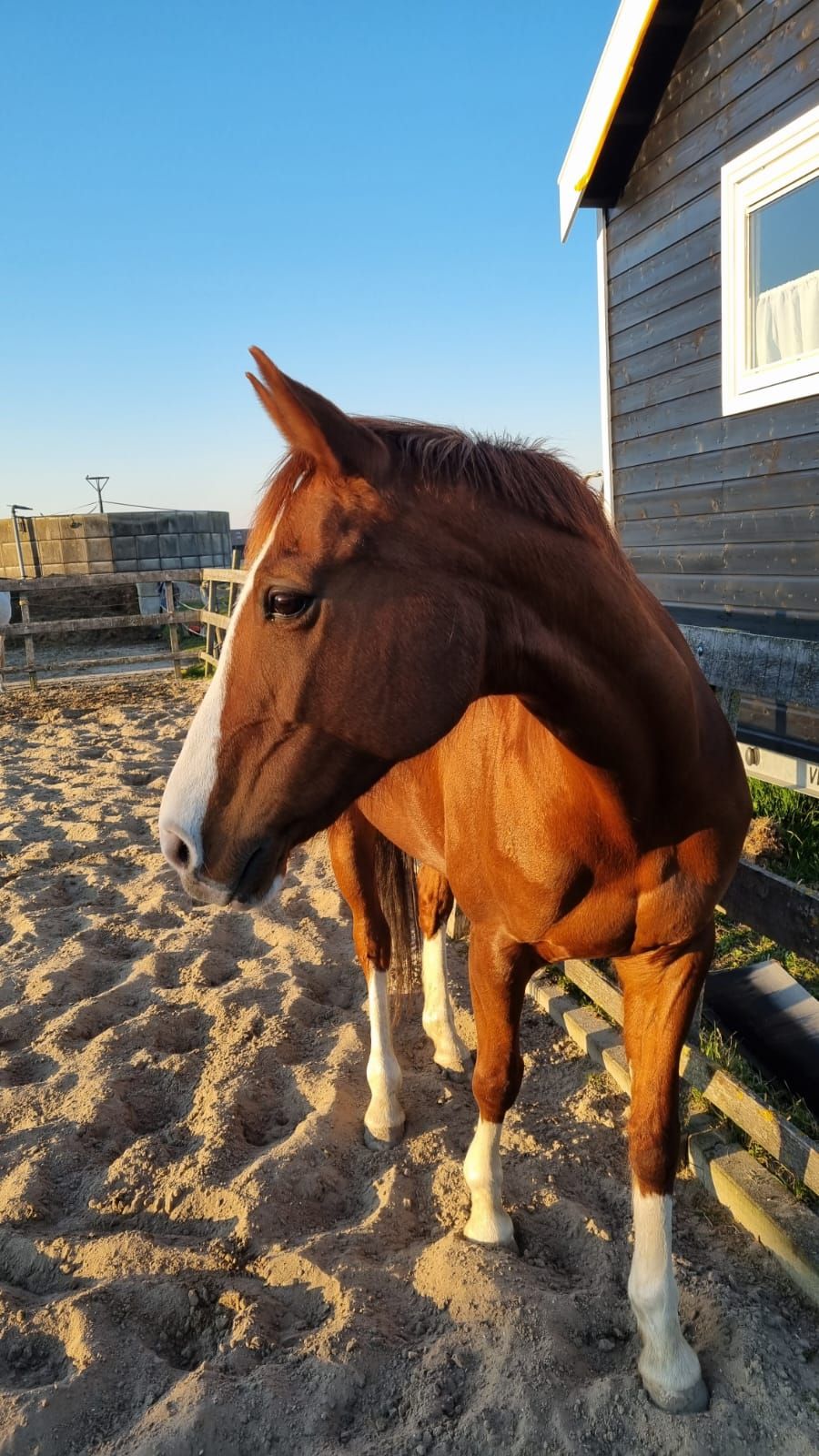 ander allrounder merrie 16 anni kastanje in vendita - Foto 2