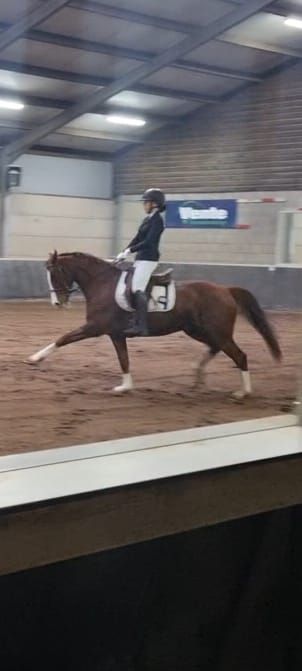 ander allrounder merrie 16 anni kastanje in vendita - Foto 5