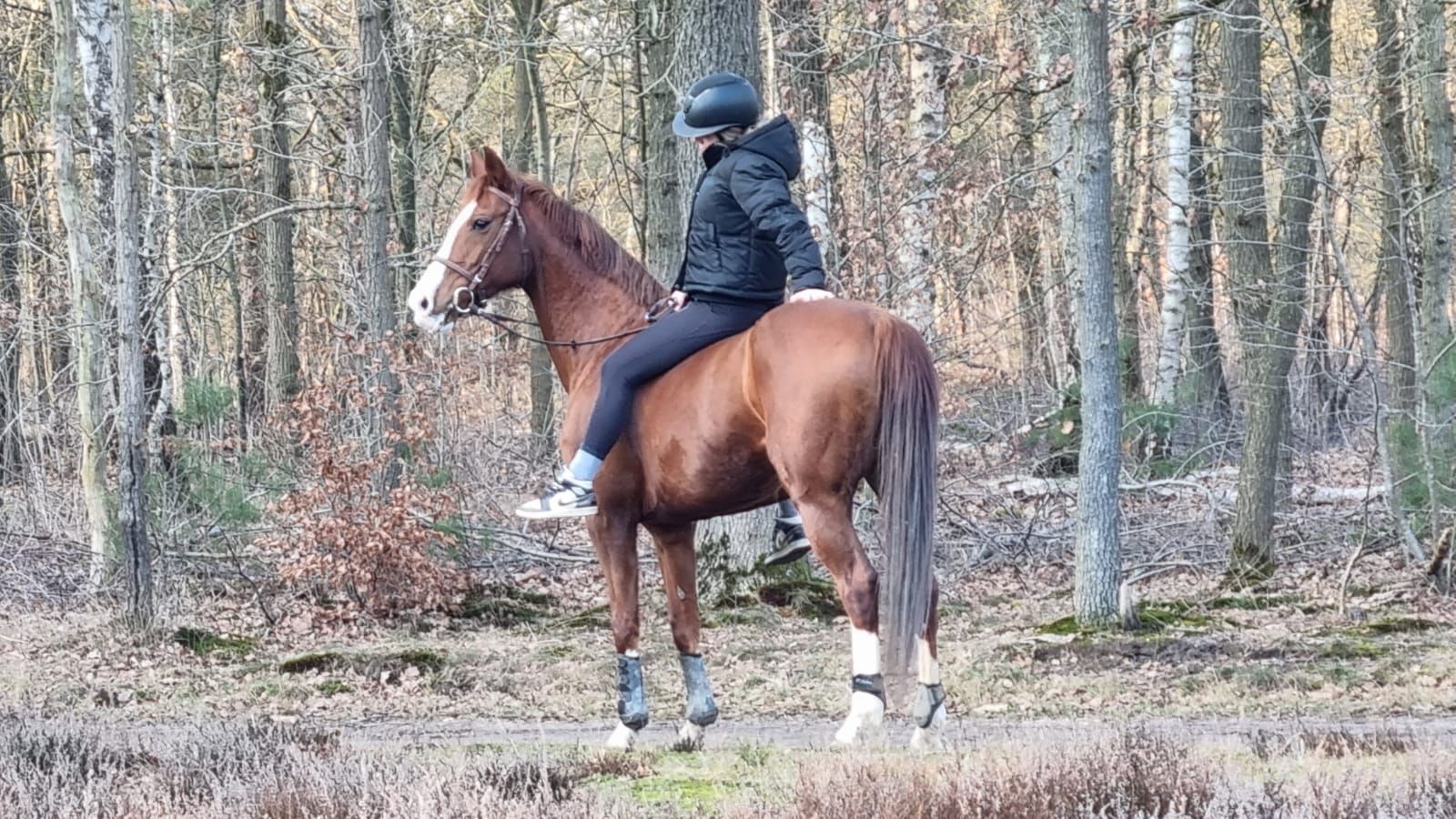 ander allrounder merrie 16 anni kastanje in vendita - Foto 4