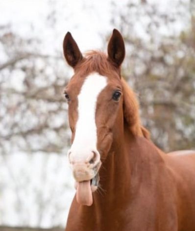 ander allrounder merrie 16 anni kastanje in vendita - Foto 6