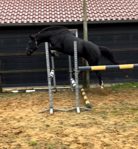 kwpn springpaard merrie 5 años zwart en venta - Foto 2