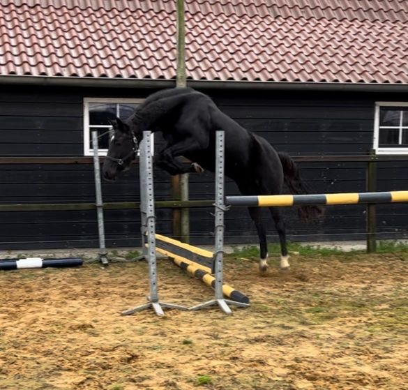 kwpn springpaard merrie 5 años zwart en venta - Foto 5