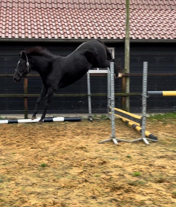 kwpn springpaard merrie 5 años zwart en venta - Foto 4