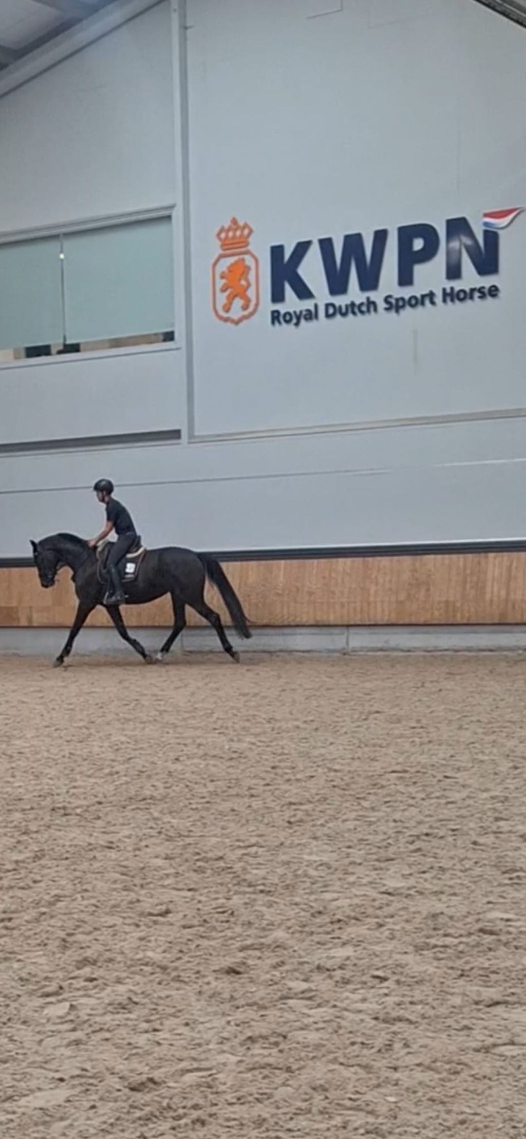 kwpn dressuurpaard merrie 4 años zwart en venta - Foto 2