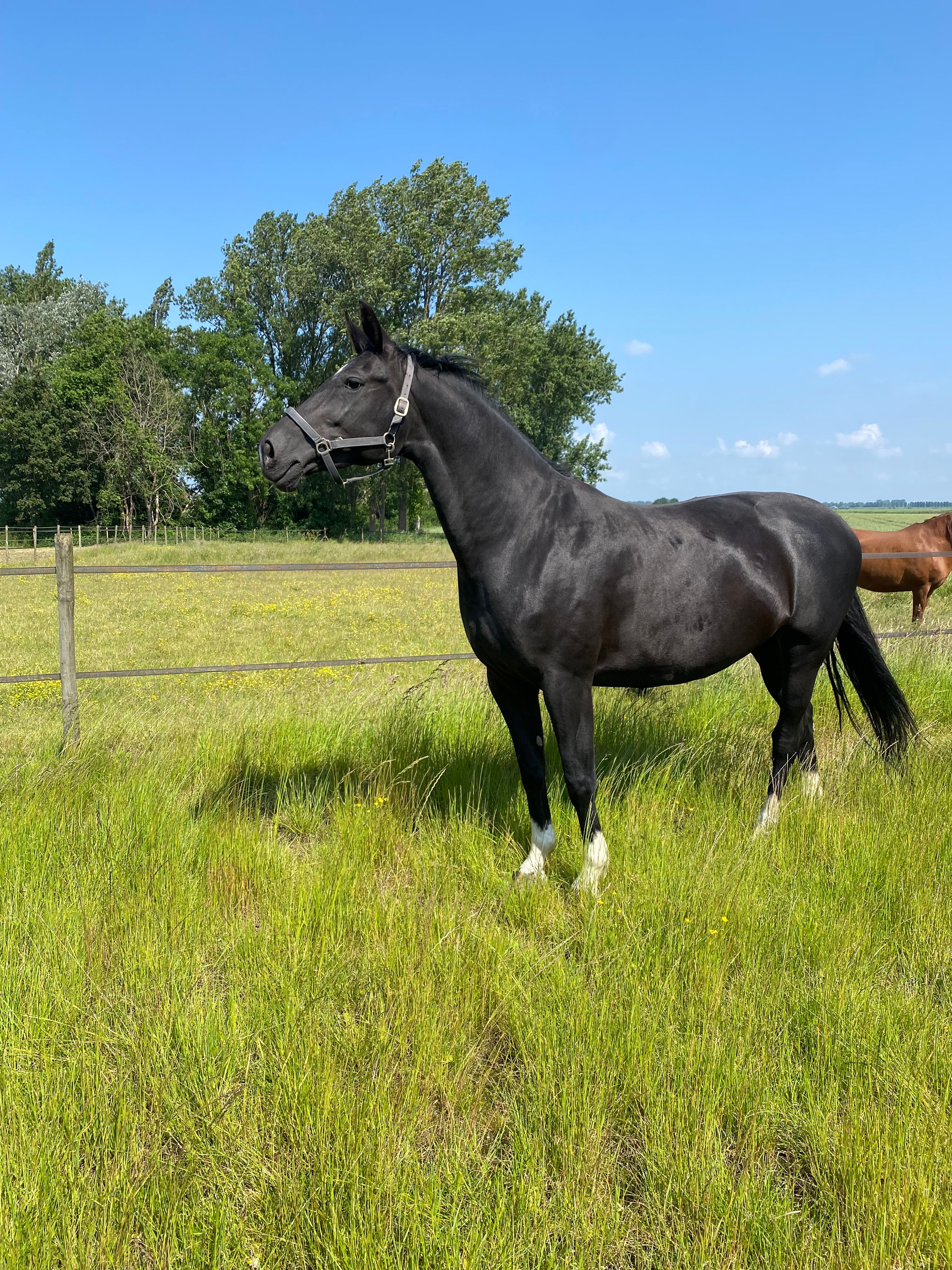 kwpn dressuurpaard merrie 13 years old zwart for sale - Main photo