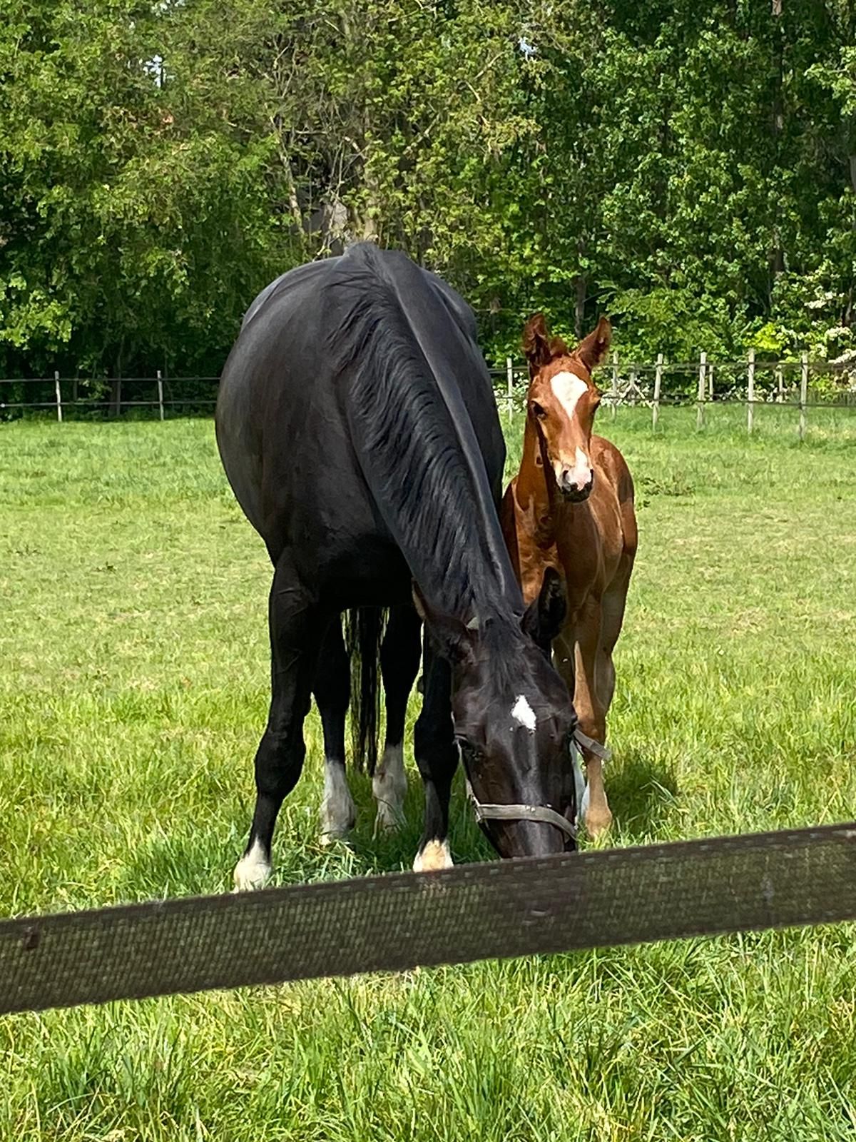 kwpn dressuurpaard merrie 13 years old zwart for sale - Photo 2