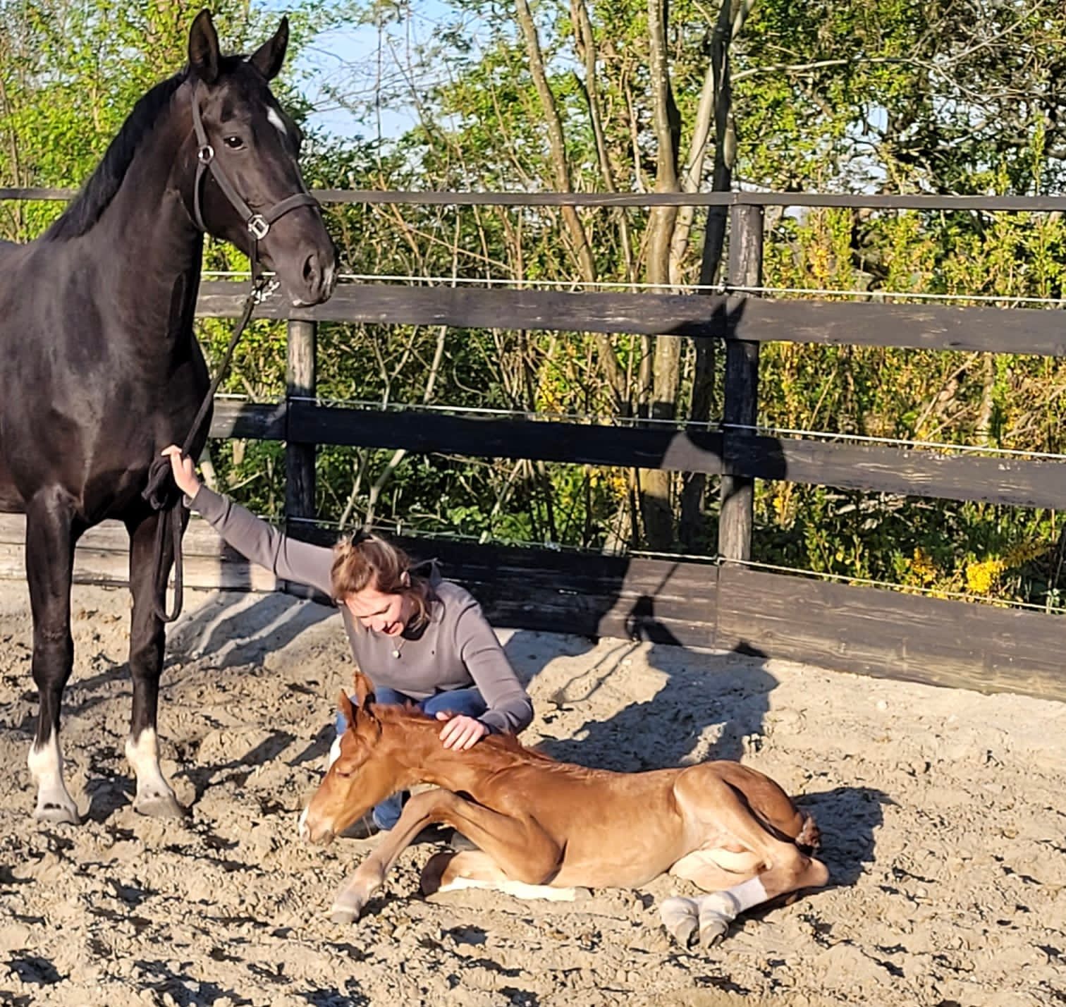 kwpn dressuurpaard merrie 13 years old zwart for sale - Photo 3