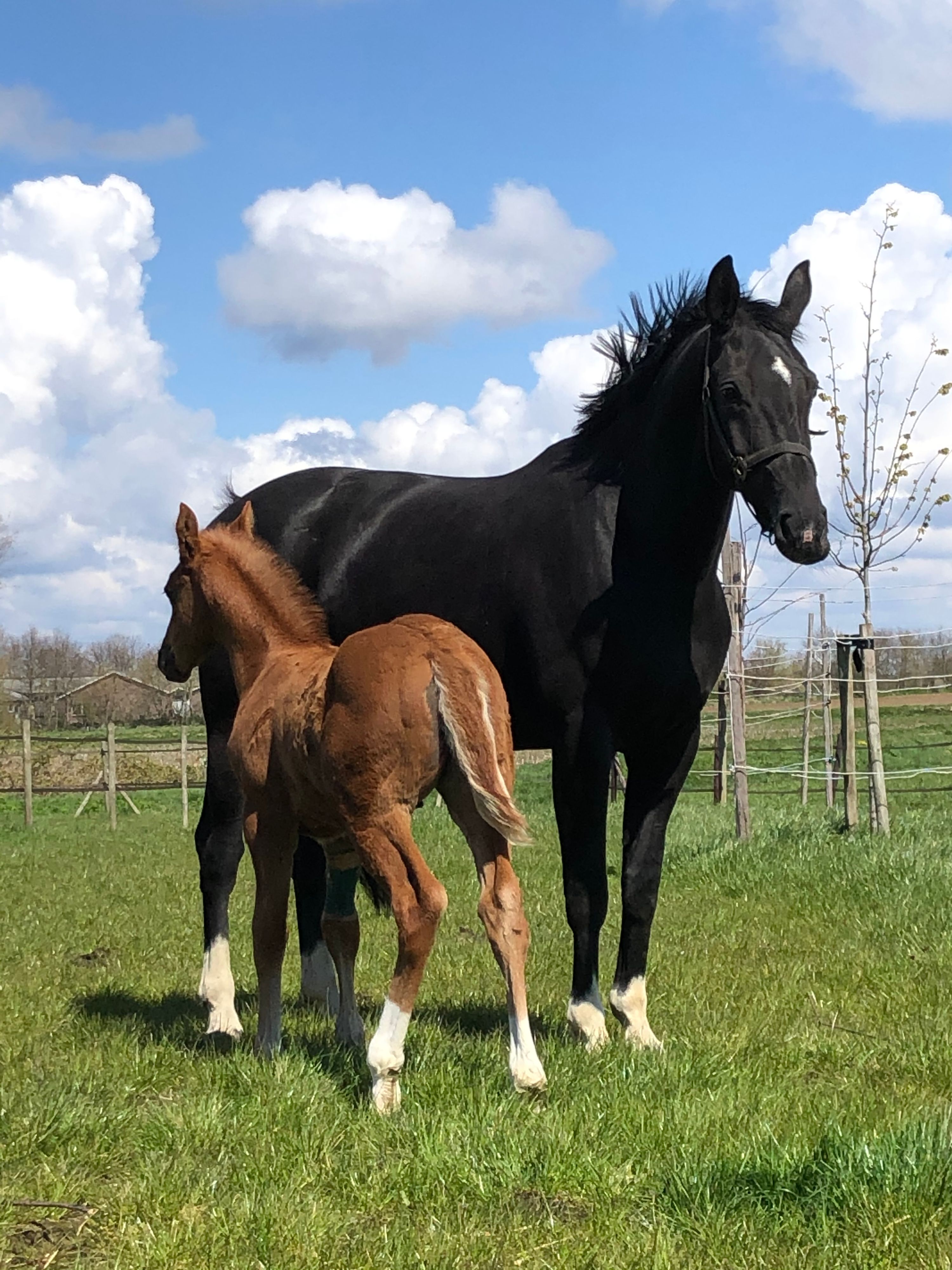 kwpn dressuurpaard merrie 13 years old zwart for sale - Photo 4