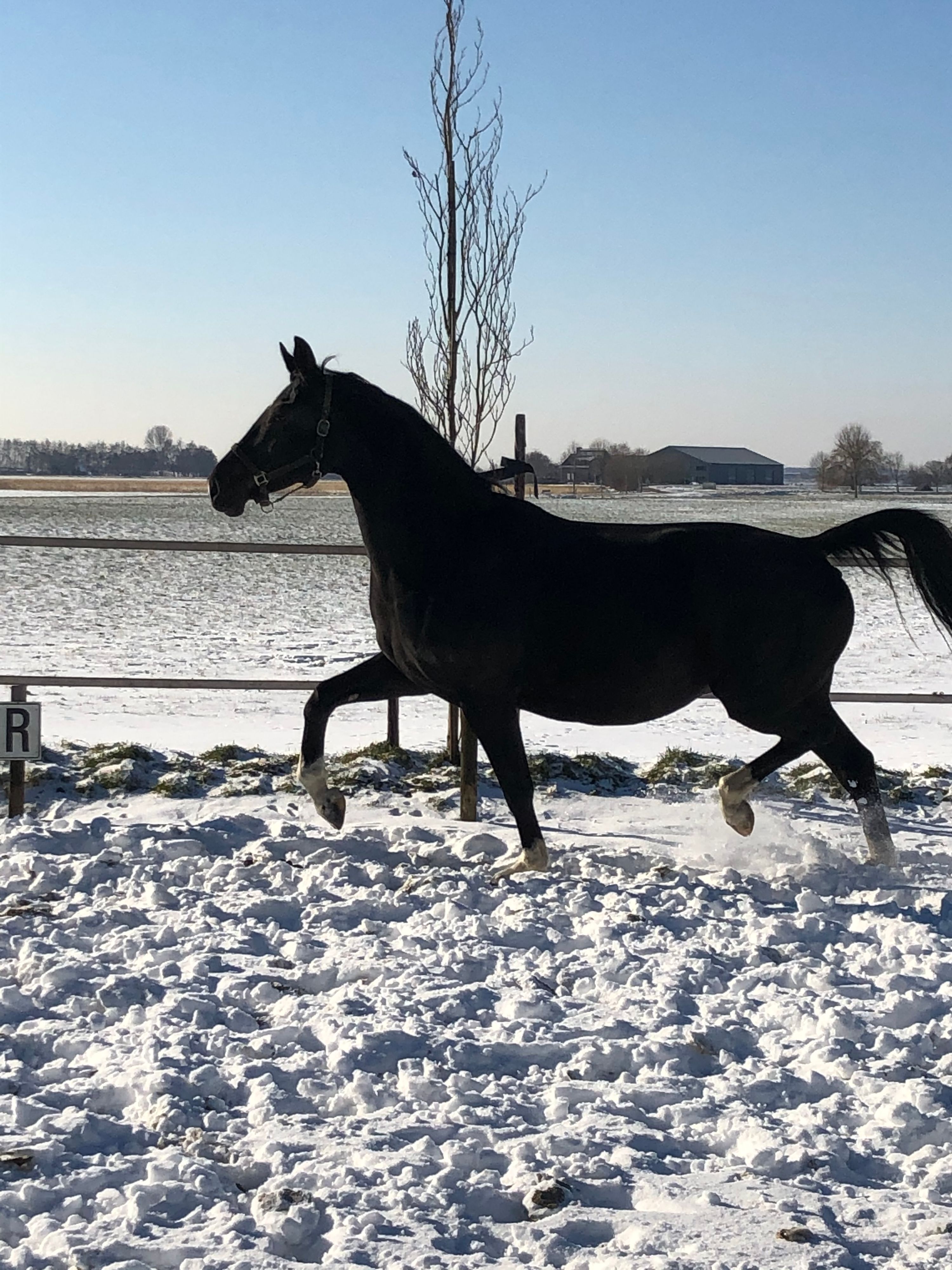 kwpn dressuurpaard merrie 13 years old zwart for sale - Photo 5