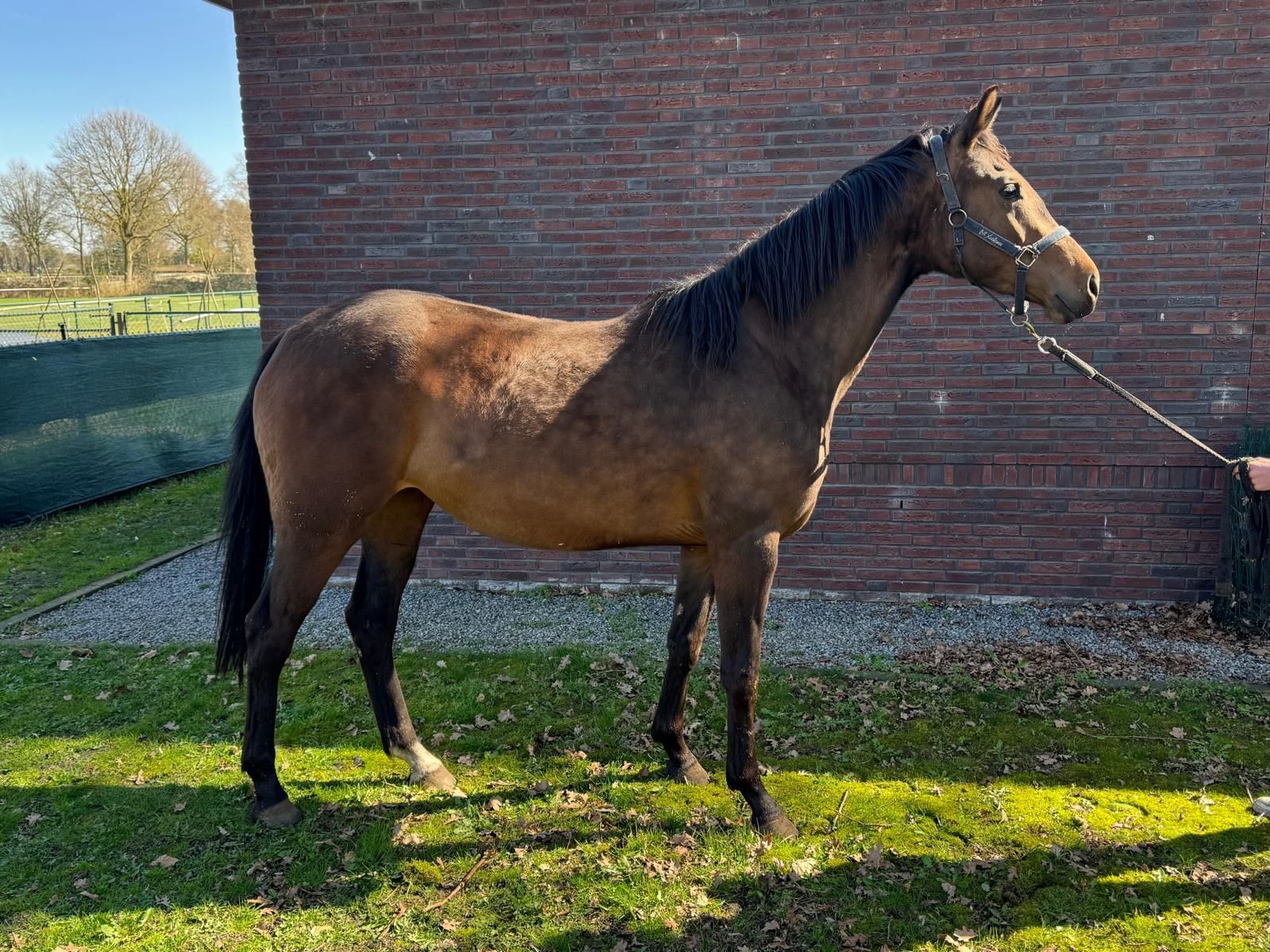 Kjento産駒の3歳鹿毛トップ血統牝馬