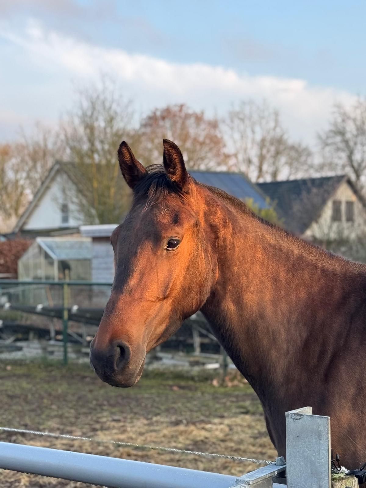 kwpn dressuurpaard merrie 3 years old donkerbruin for sale - Photo 2