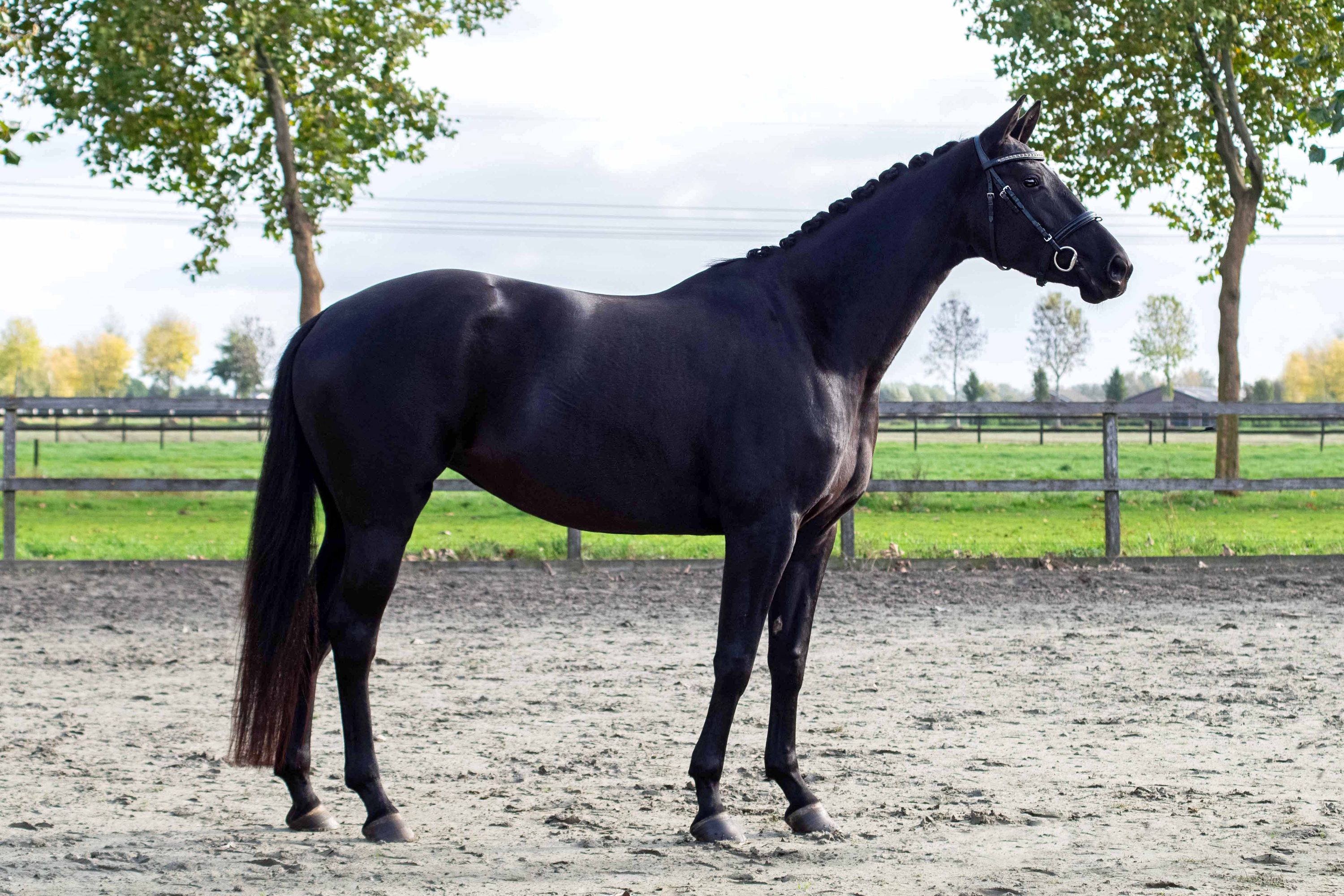kwpn fokmerrie merrie 8 years old zwart for sale - Photo 2