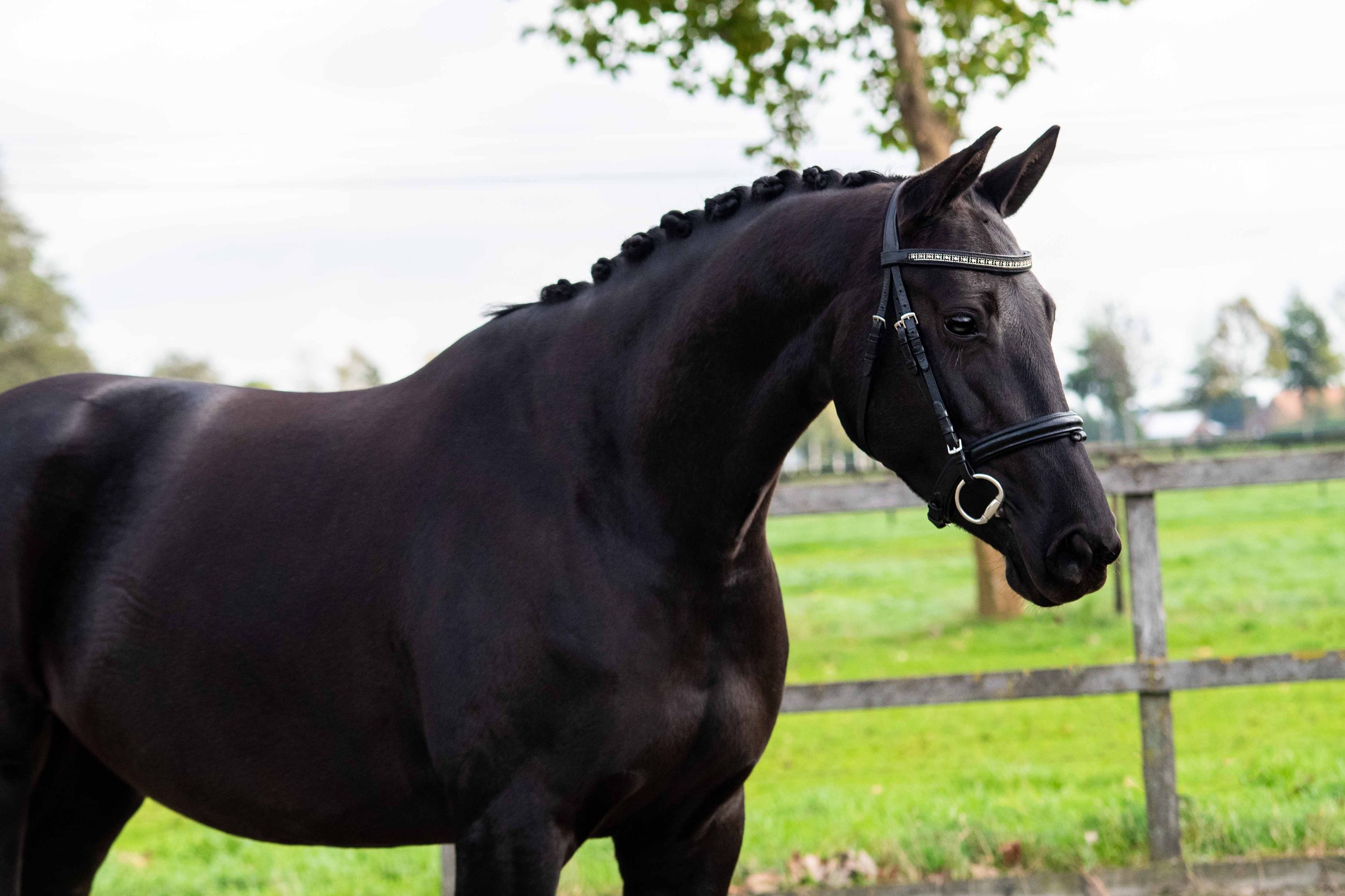 kwpn fokmerrie merrie 8 years old zwart for sale - Main photo