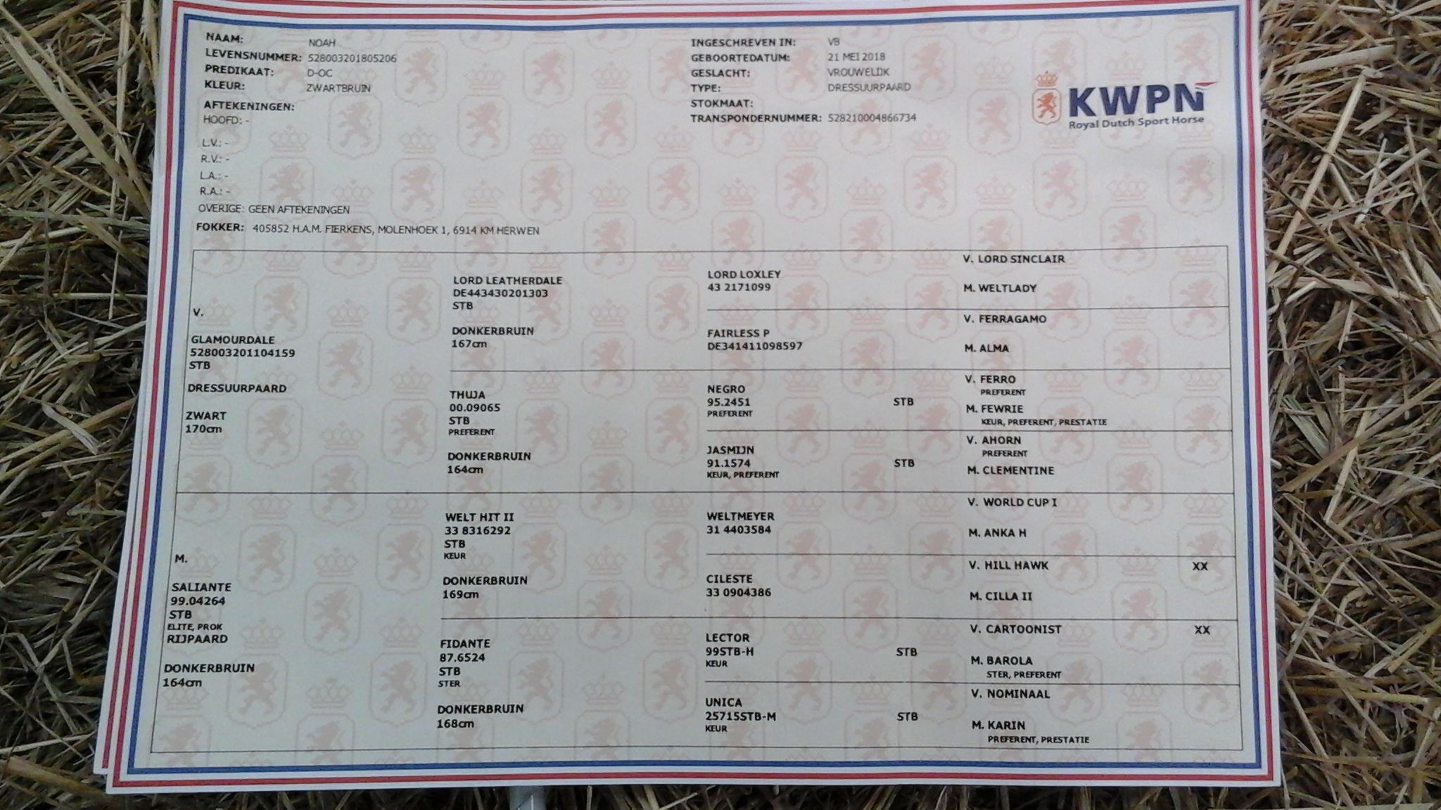 kwpn fokmerrie merrie 8 years old zwart for sale - Photo 3
