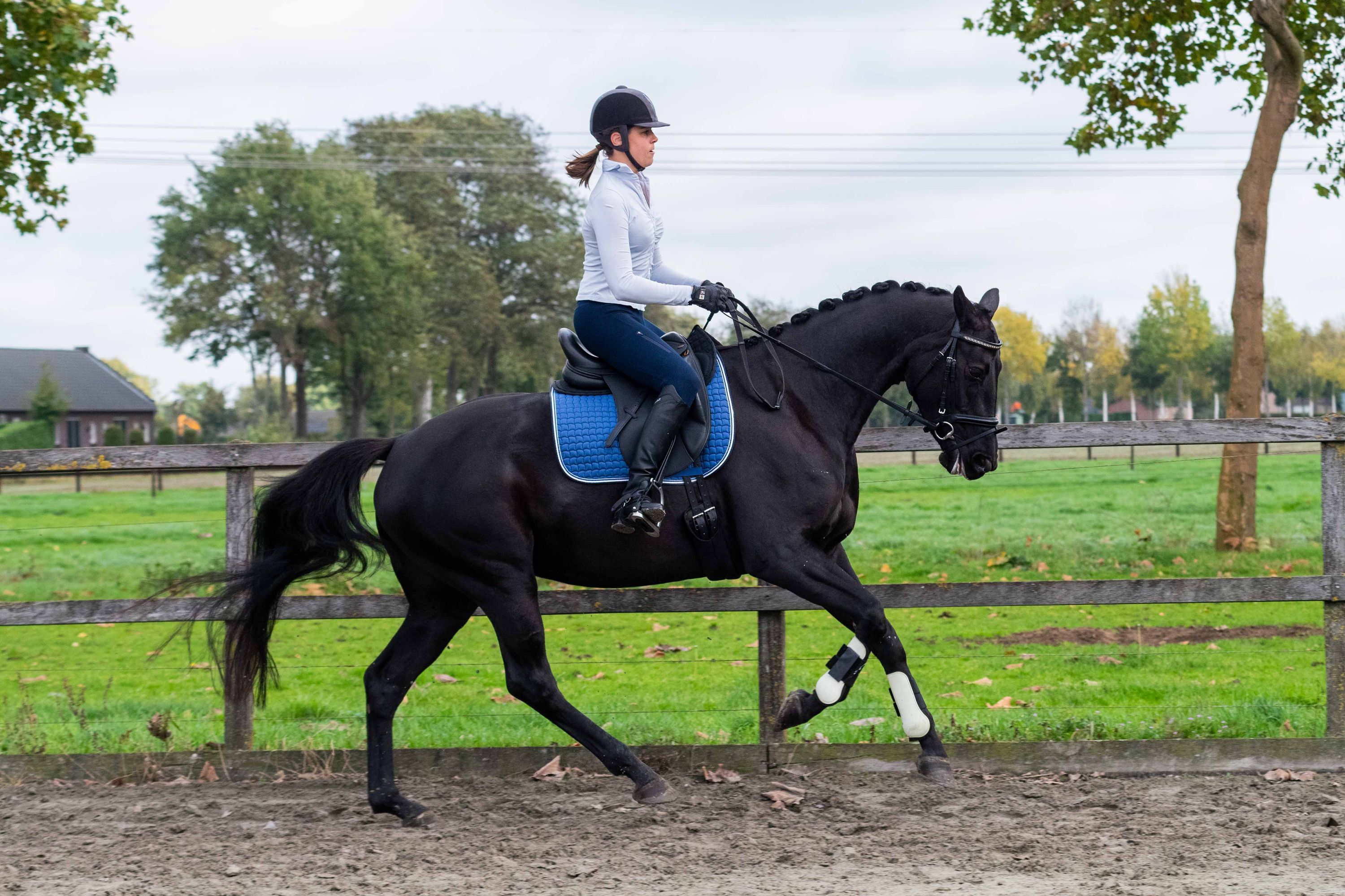 kwpn fokmerrie merrie 8 years old zwart for sale - Photo 4