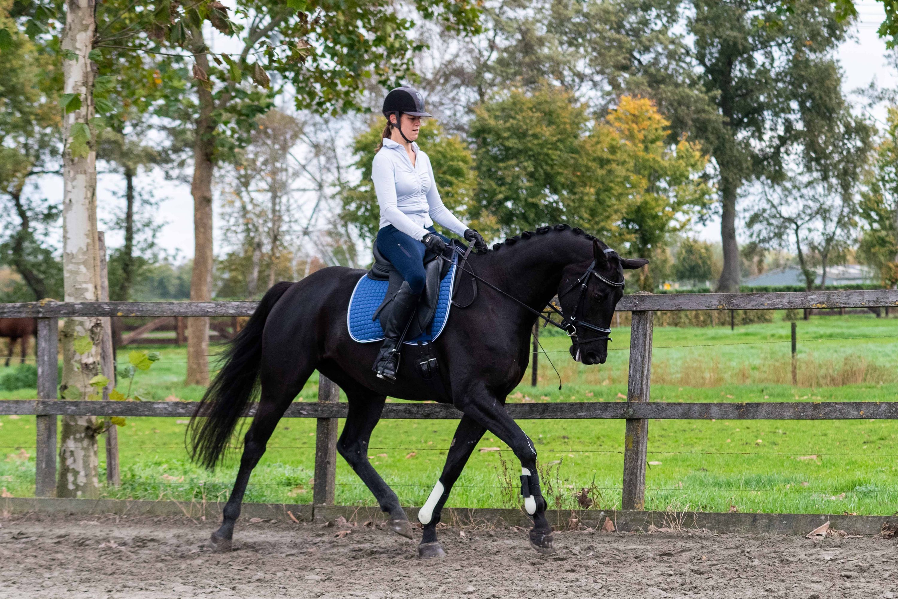 kwpn fokmerrie merrie 8 years old zwart for sale - Photo 5