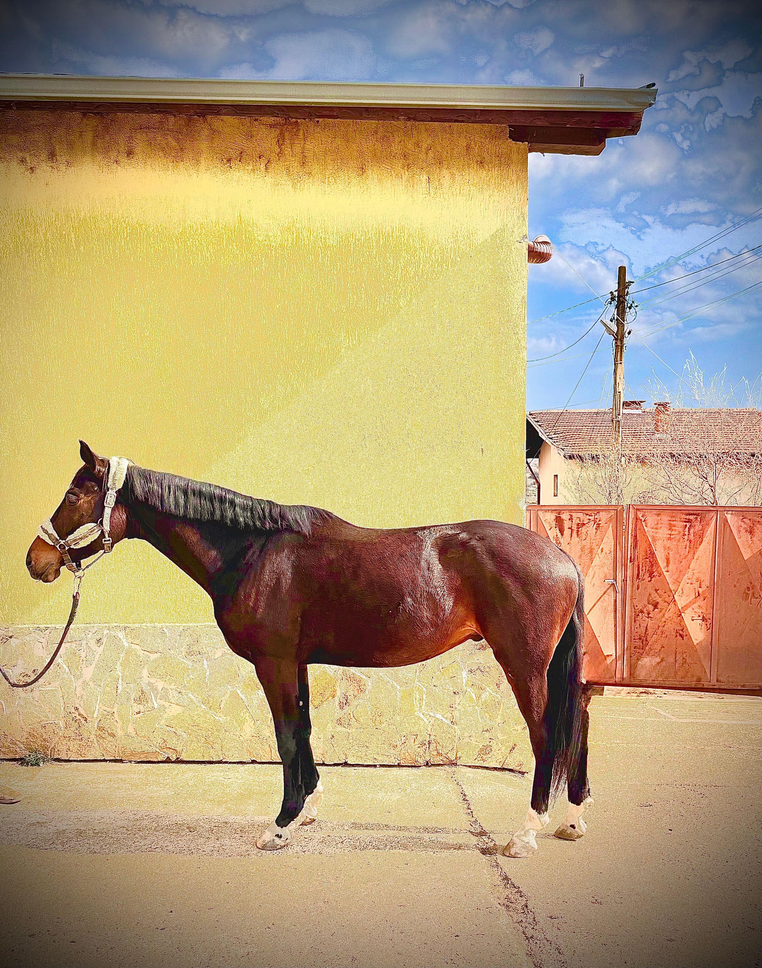 trakehner allrounder ruin 5 years old donkerbruin for sale - Photo 2