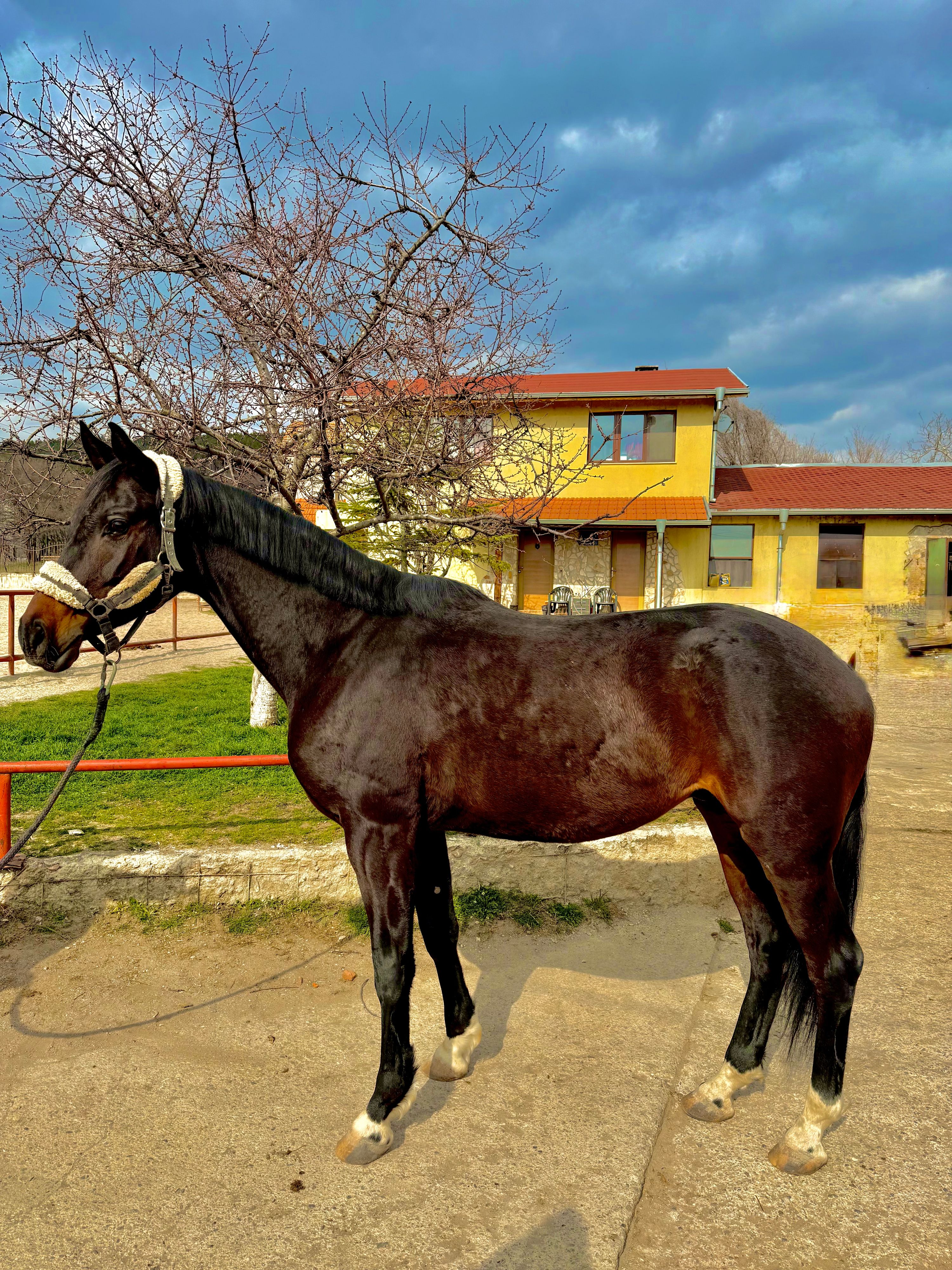 trakehner allrounder ruin 5 years old donkerbruin for sale - Photo 3