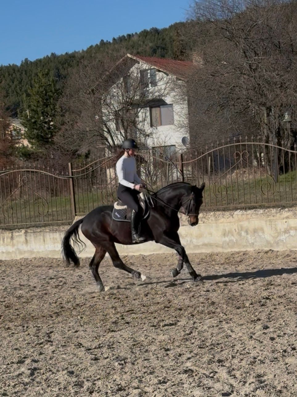 trakehner allrounder ruin 5 years old donkerbruin for sale - Photo 4
