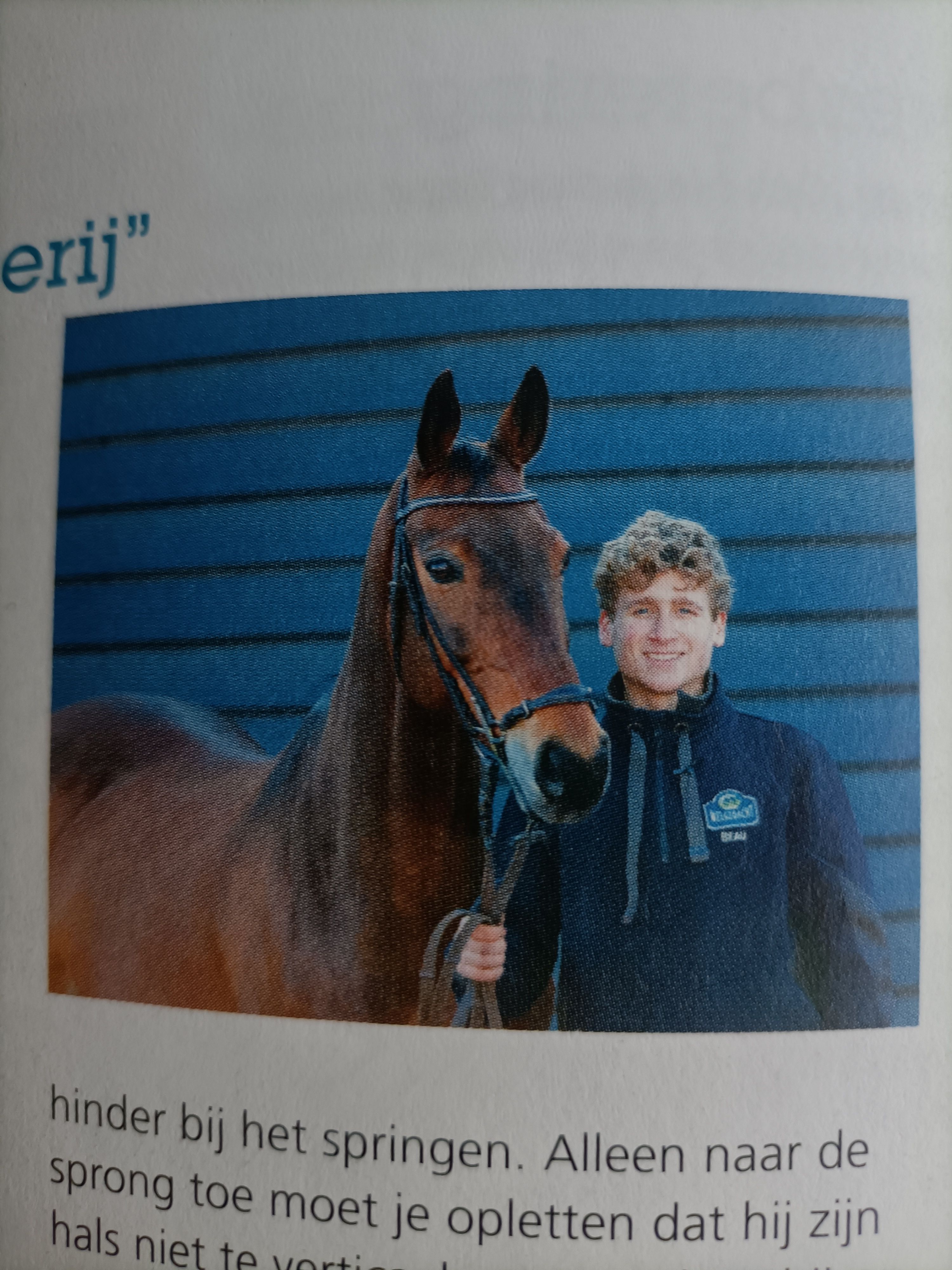 kwpn springpaard ruin 14 ani donkerbruin de vânzare - Foto 3