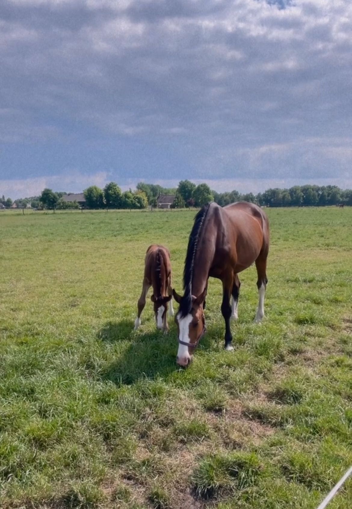kwpn springpaard merrie 9 Jahre alt donkerbruin zu verkaufen - Foto 6
