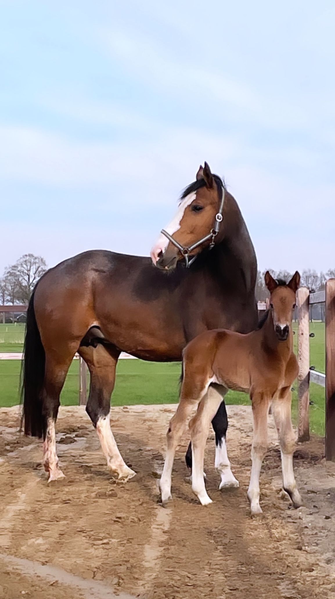 kwpn springpaard merrie 9 Jahre alt donkerbruin zu verkaufen - Foto 5