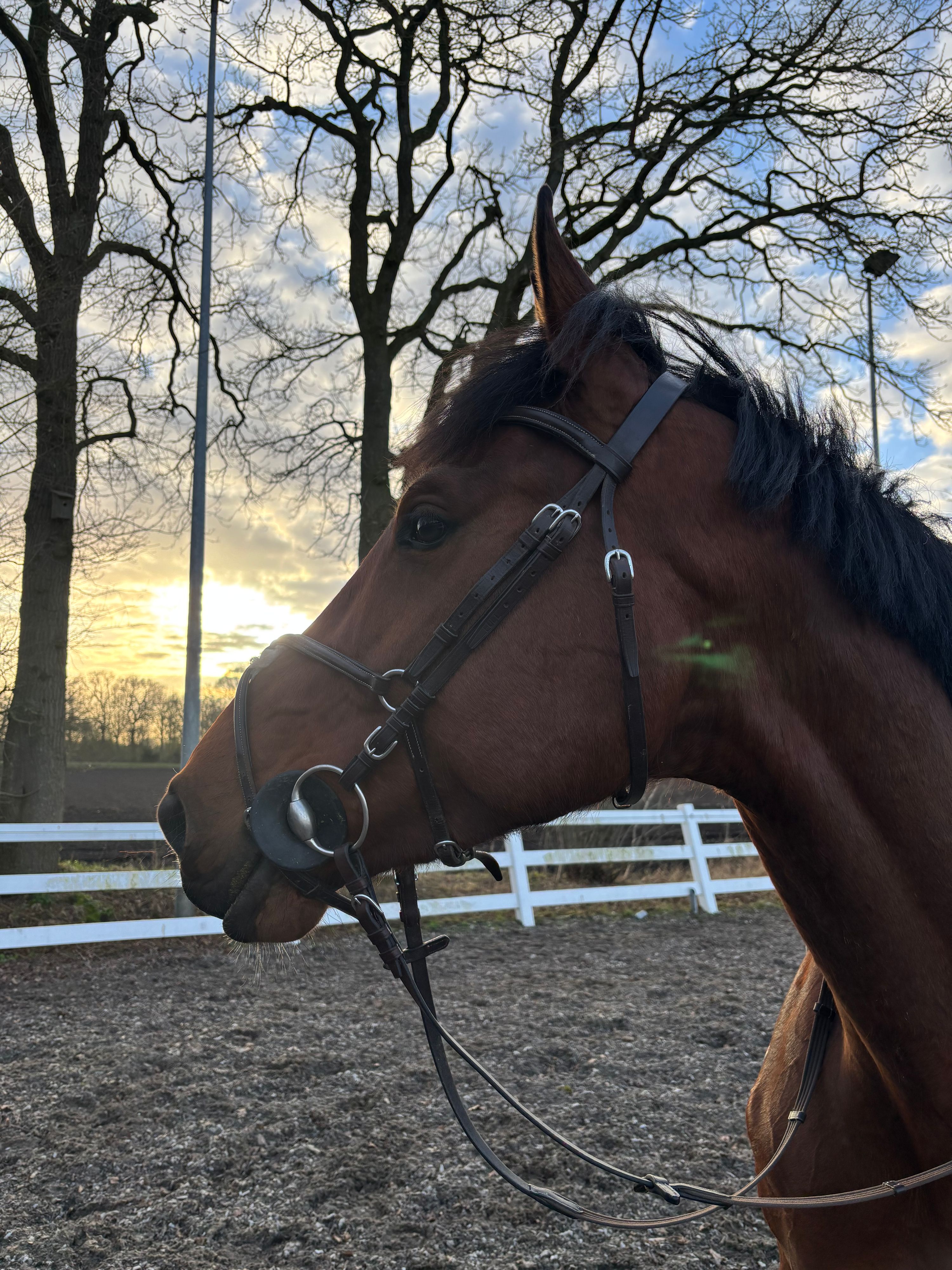 kwpn springpaard merrie 6 jaar bruin te koop - Foto 2