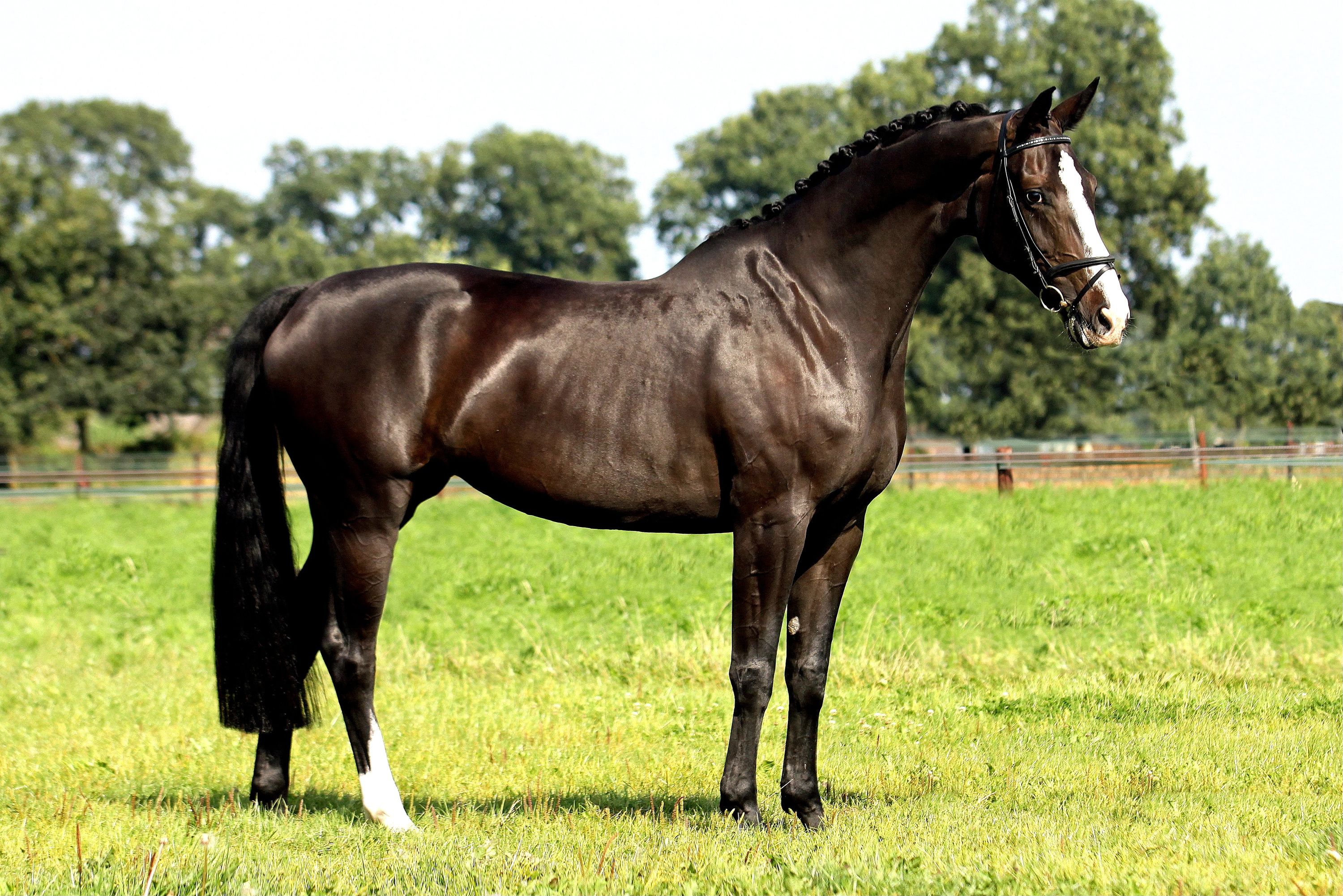 kwpn dressuurpaard merrie 12 سنوات zwart للبيع - صورة 3
