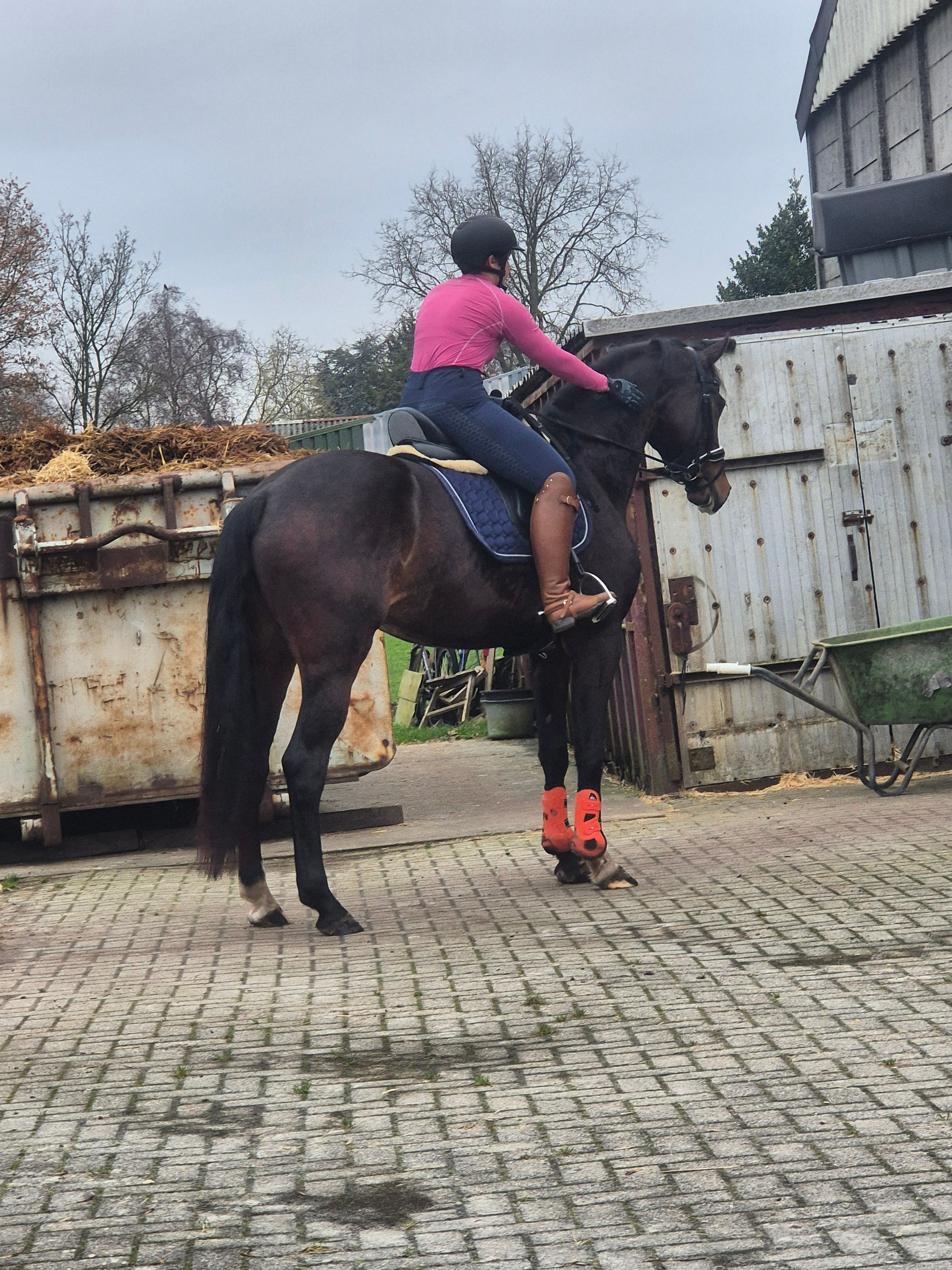KWPN dressuurpaard Merrie 4 jaar Donkerbruin te koop - Foto 4