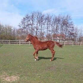 zangersheide springpaard hengst 0 歳 vos 売り出し中 - 写真 4