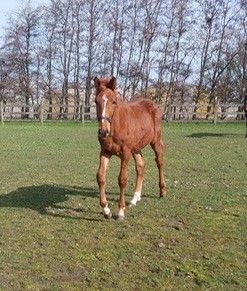 zangersheide springpaard hengst 0 歳 vos 売り出し中 - 写真 2