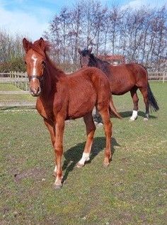 zangersheide springpaard hengst 0 歳 vos 売り出し中 - 写真 3