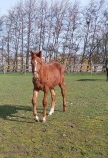 zangersheide springpaard hengst 0 歳 vos 売り出し中 - 写真 6