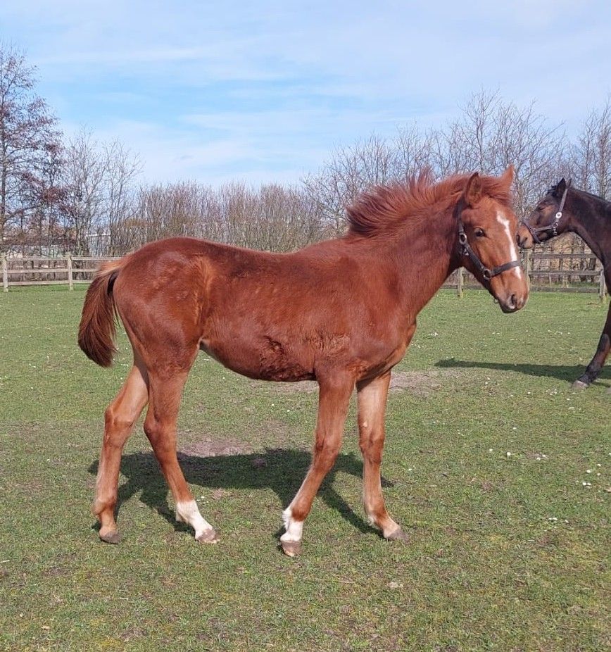 zangersheide springpaard hengst 0 歳 vos 売り出し中 - 写真 5