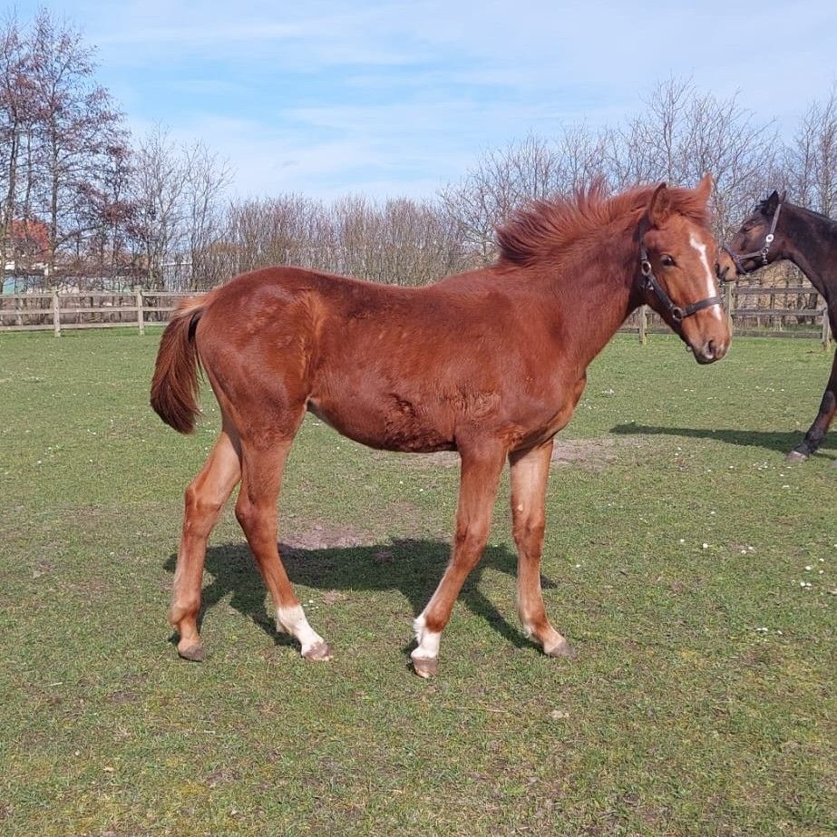 Zangersheide 牡駒 Toèmme de Regor x Argentinus
