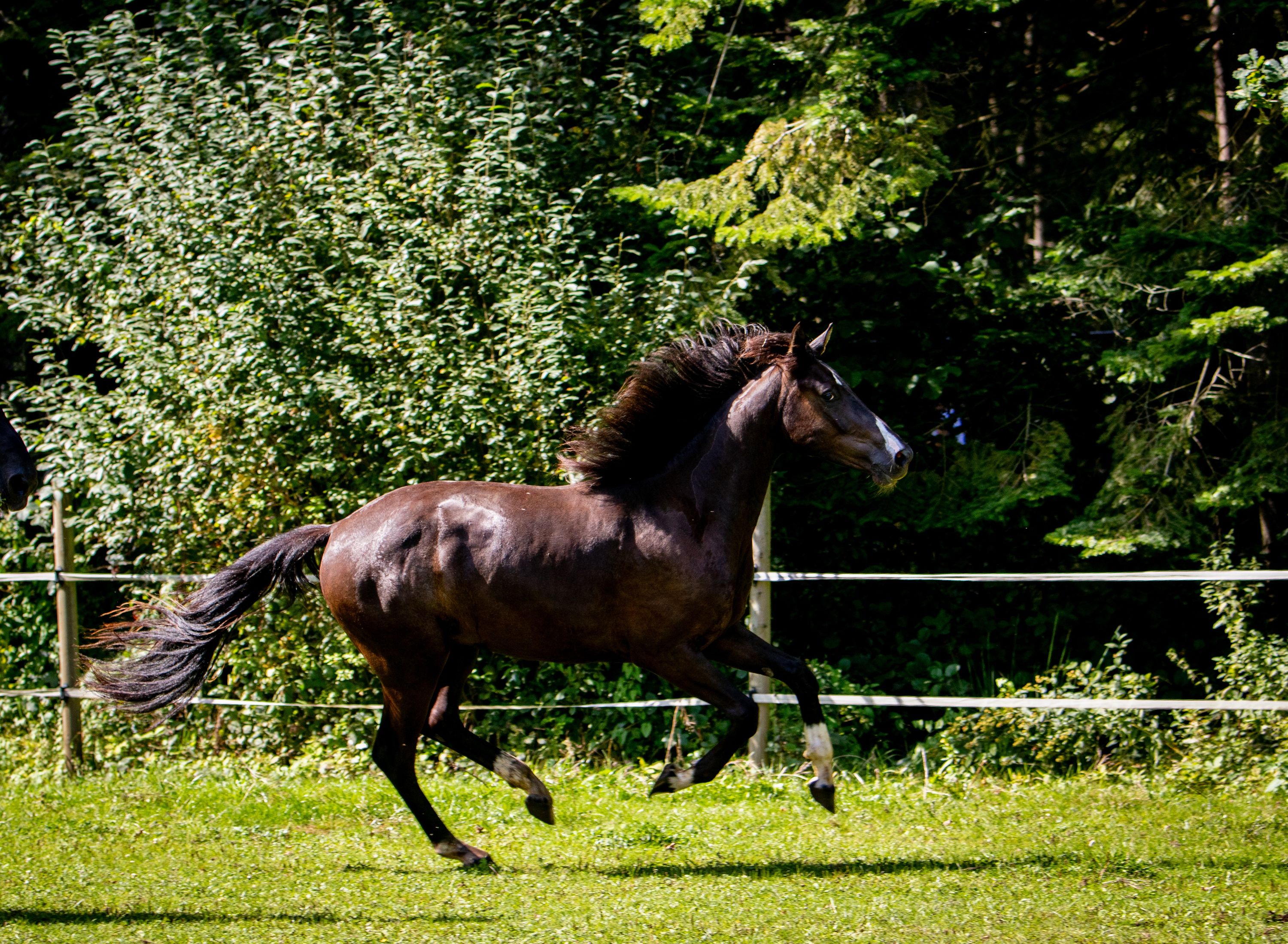 kwpn dressuurpaard ruin 5 år zwart till salu - Foto 2