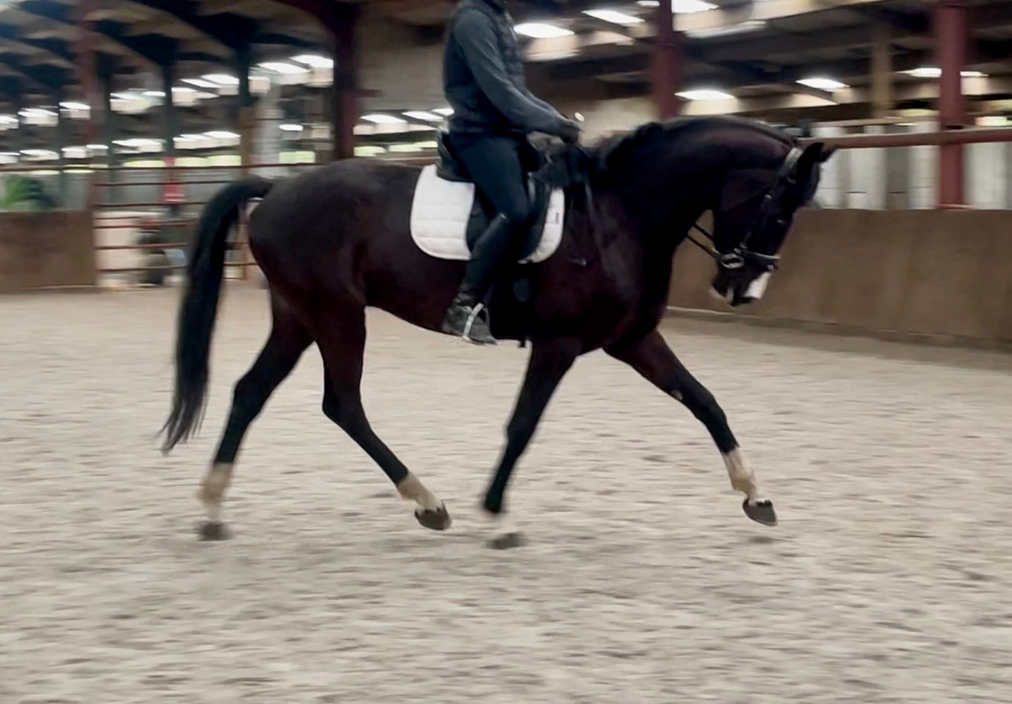 kwpn dressuurpaard ruin 5 år zwart till salu - Foto 3