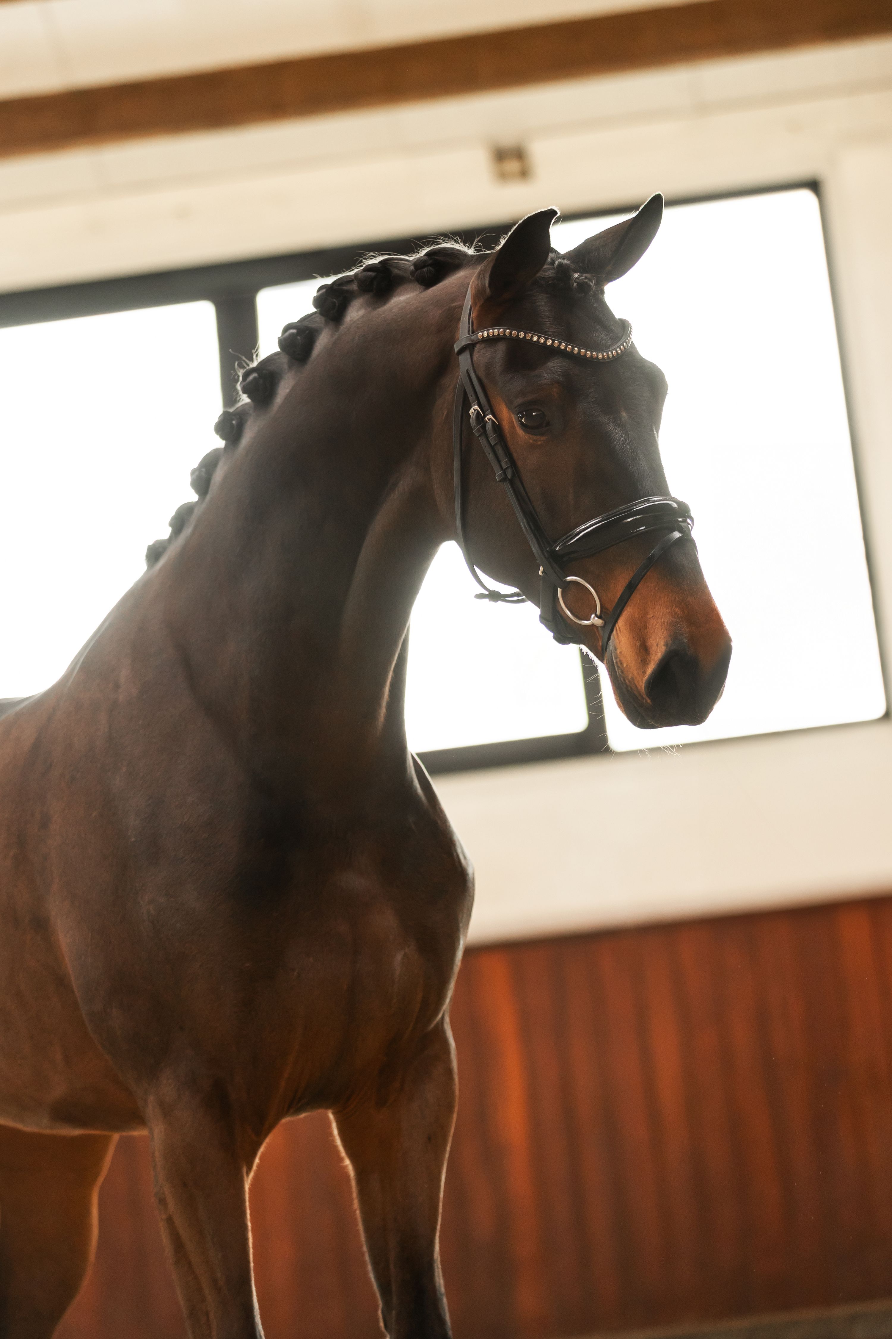 kwpn dressuurpaard ruin 4 years old donkerbruin for sale - Main photo
